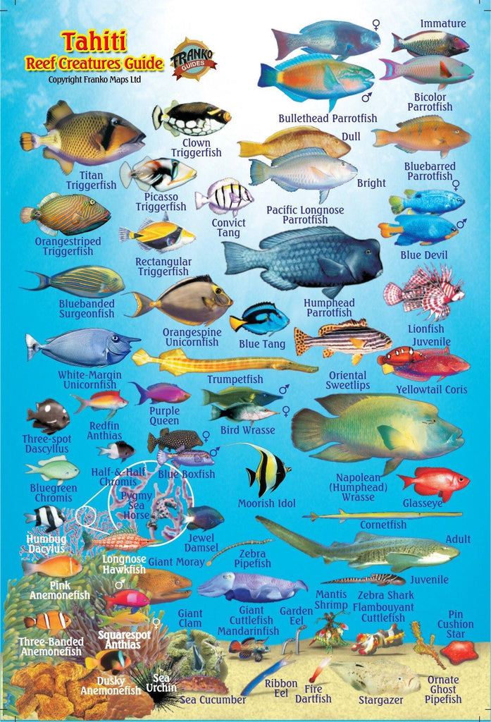 Tahiti Mini Fish Card - Frankos Maps