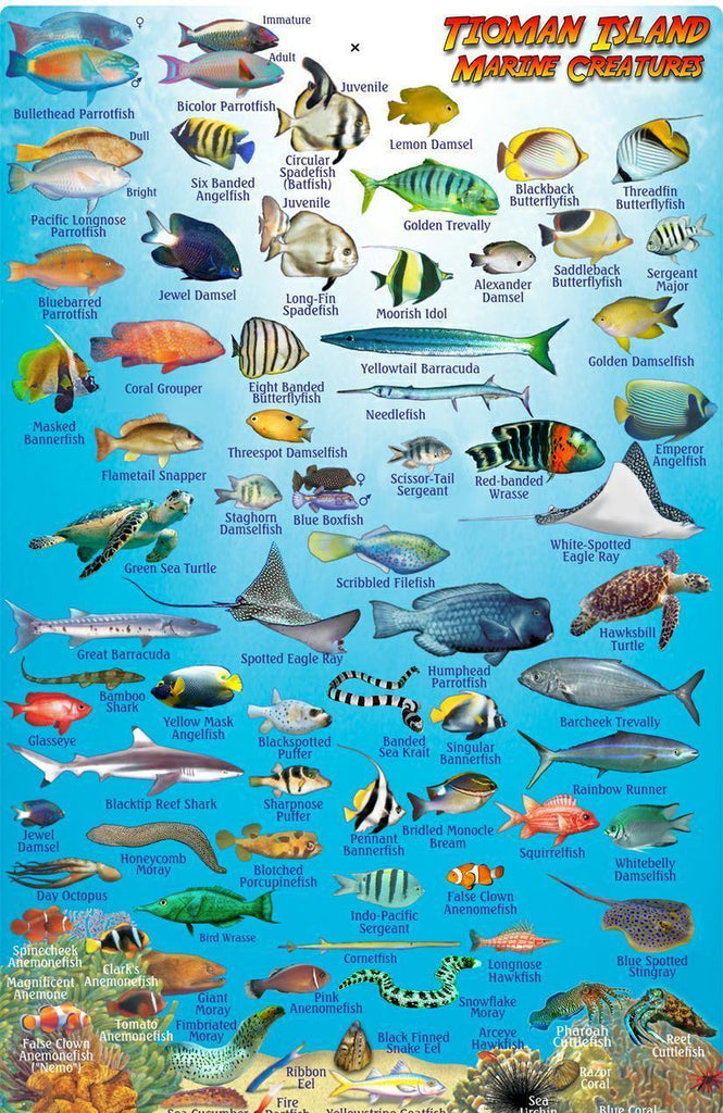 Tioman Island, Malaysia Fish Card - Frankos Maps