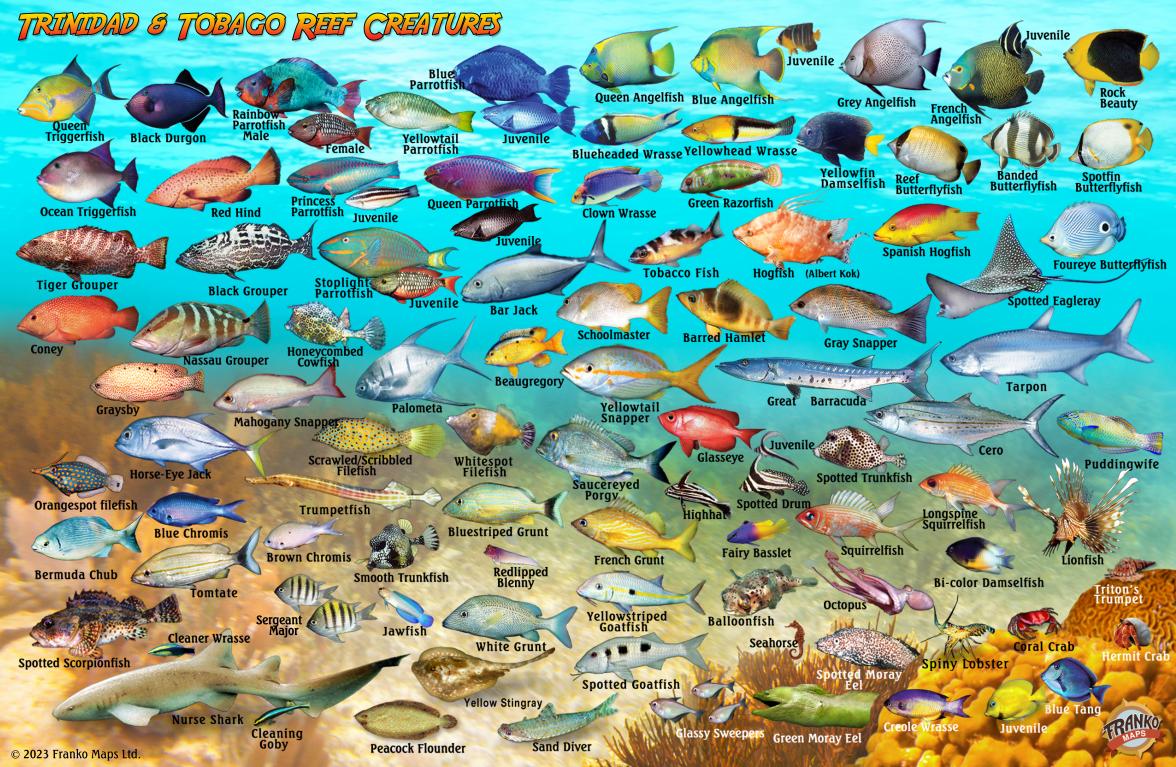 Tagbago Fish Trinidad & Tobago Fish Card – Franko Maps