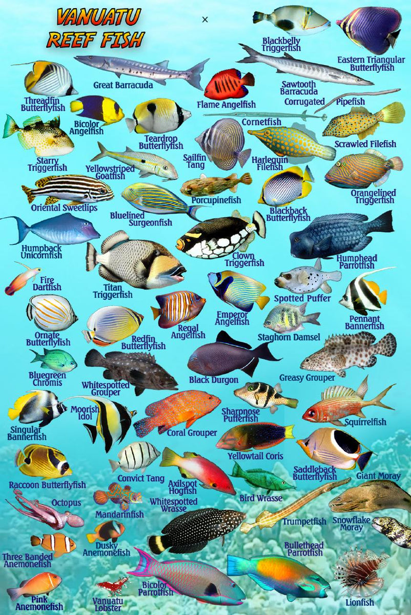 Vanuatu Mini Fish Card – Franko Maps