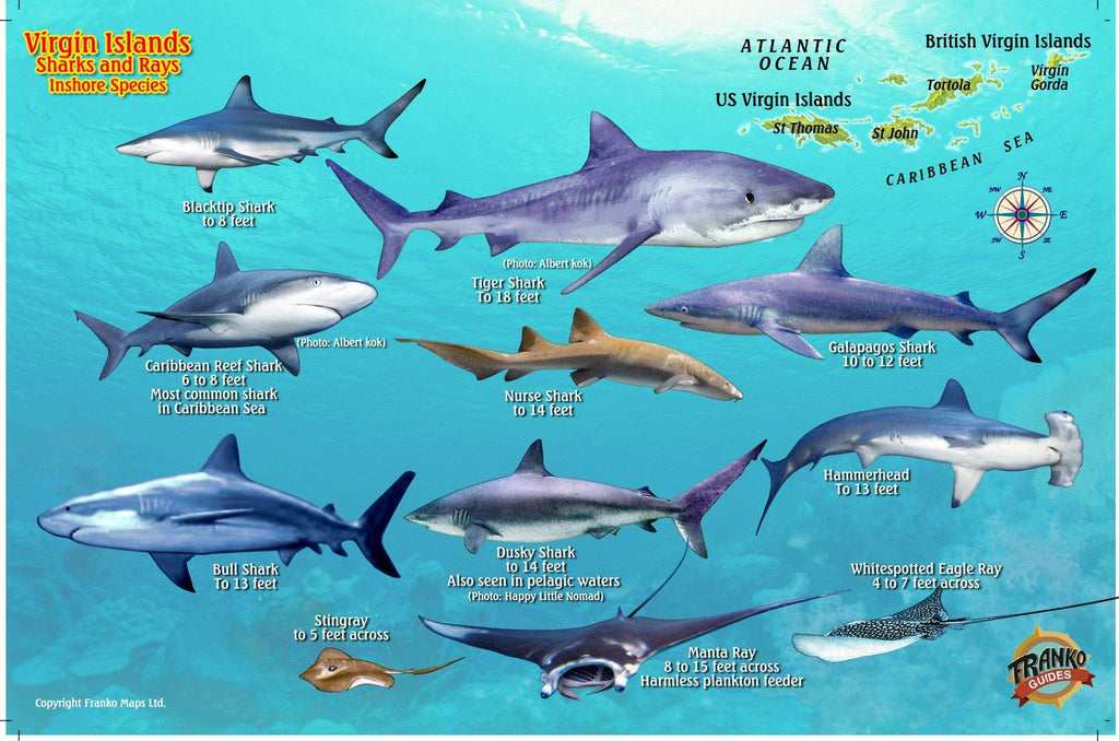 Sharks and Rays of the Virgin Islands