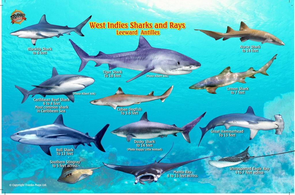 West Indies Sharks & Rays Card - Frankos Maps