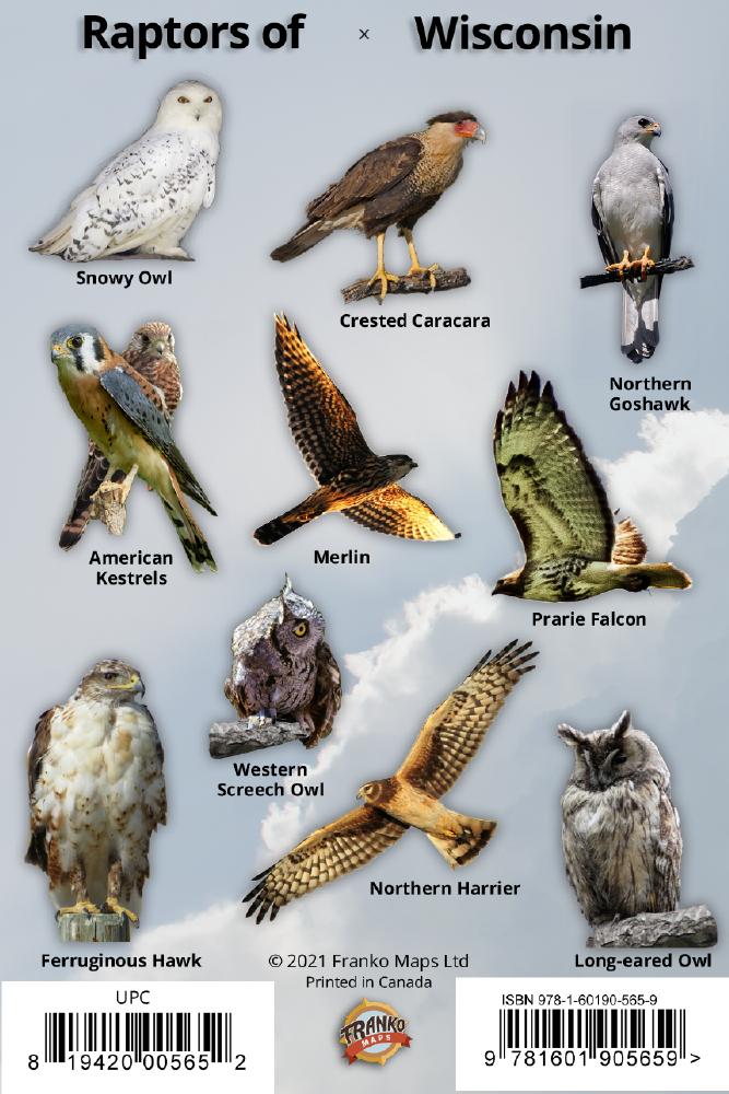 Wisconsin Raptors Identification Card – Franko Maps