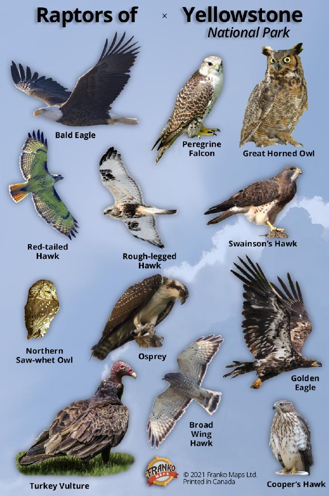 Raptors of Yellowstone National Park Identification Card – Franko Maps